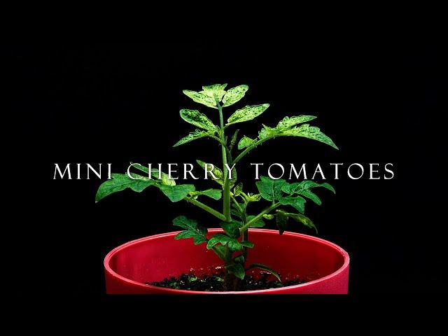 [4K] 미니 방울토마토 성장 타임랩스 키우기/ 식물 농작물  타임랩스 / Tomato Plant Growing Time Lapse-네이처타임랩스