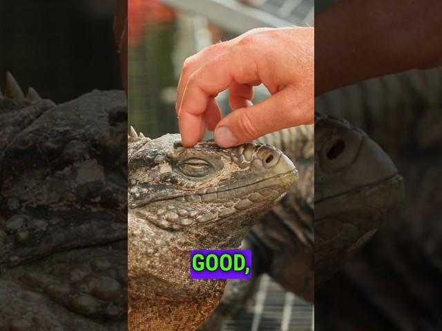 Reptiles Deserve Love Too