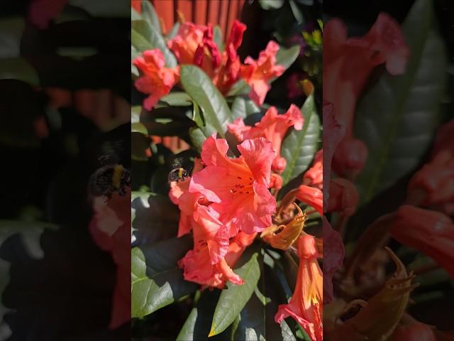 Рододендрон #garden #englishgarden #flowers #садоводничество #like #gardening #цветы #nature #new
