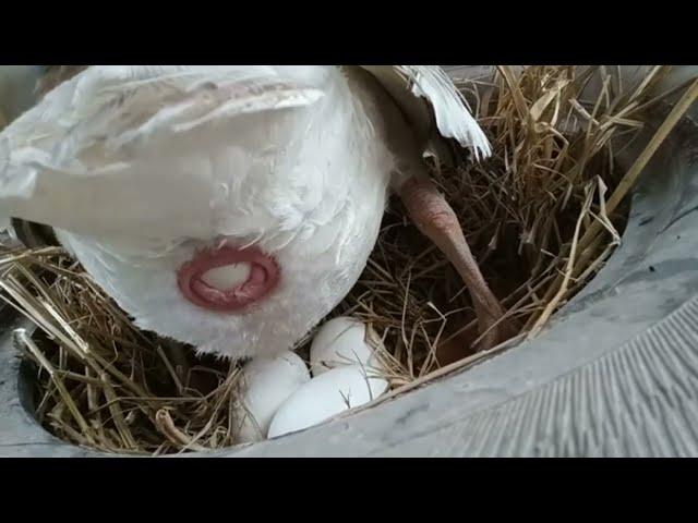 How duck laying eggs