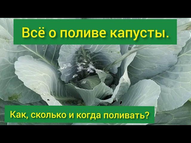 Всё о поливе капусты / как поливать капусту в открытом грунте/полив капусты/сколько поливать капусту