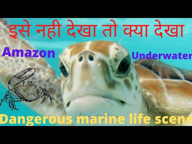 Top 10 Amazing  Underwater Sea Creature | Rss Entertainment World