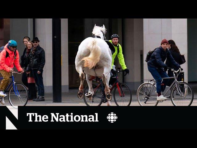 Runaway horses cause rush-hour chaos in London