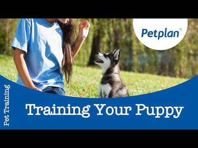 How to Train a Puppy - Petplan