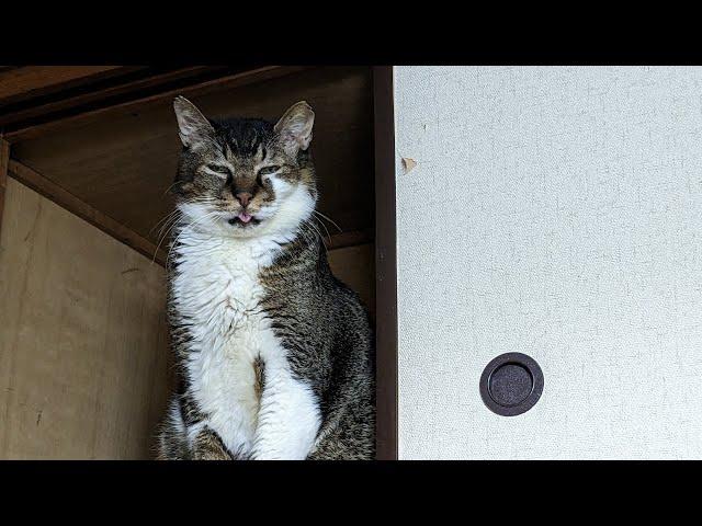 新入りだけど、おじちゃん猫ベロを出す