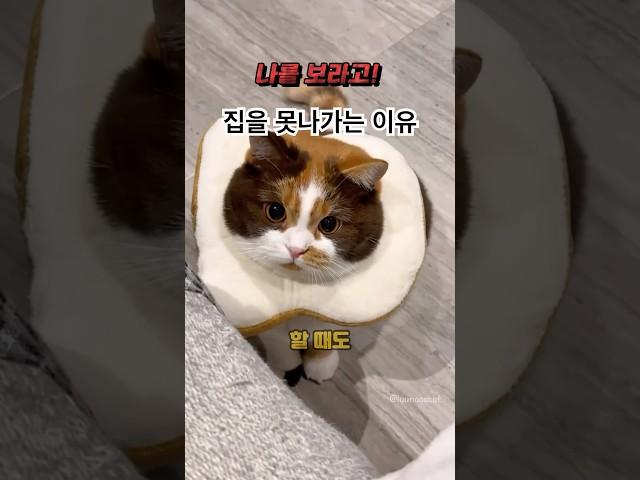 집사가 친구랑 약속을 취소한 이유 #해외여행 #해외반응 #동물 #유머