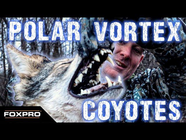 Feeding Coyotes Cot-tail Sauce and Lead - Coyote Hunting