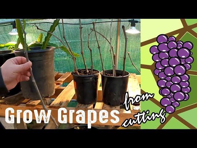 How To Grow Grape Plants From A Cutting