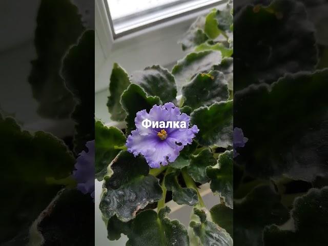 Синполия- фиалка