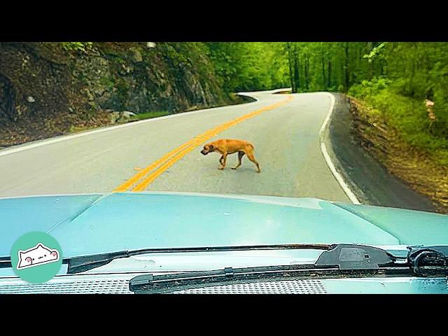 Girl Finds A Huge Dog On A Highway | Cuddle Buddies