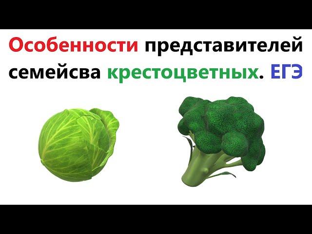 Особенности крестоцветных (капустных) для ЕГЭ