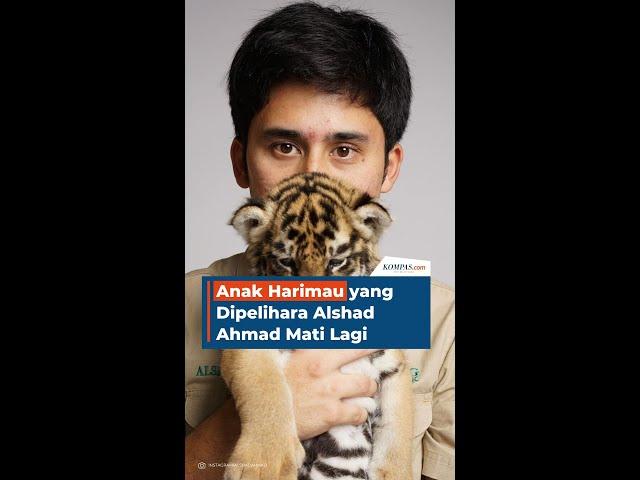 Anak Harimau yang Dipelihara Alshad Ahmad Mati Lagi