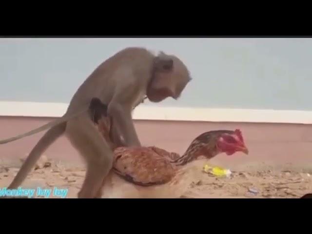 Domestic #monkey having #sex with a #chicken | #Amazing #scene #short #trend #viral #animal #fact
