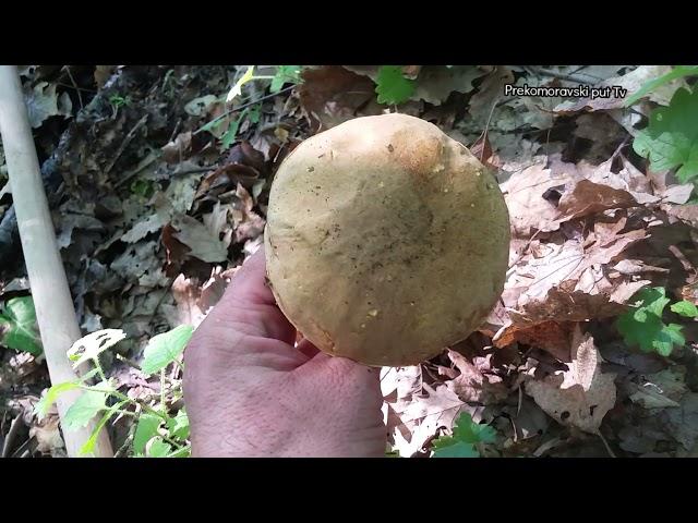 Boletus Impolitus--Zuti Vrganj