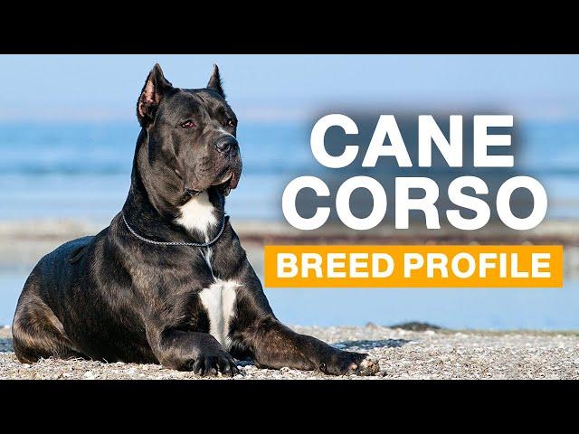 Cane Corso | Italian Mastiff Dogs 101: Everything You Need To Know - Is It the Right Dog for You?