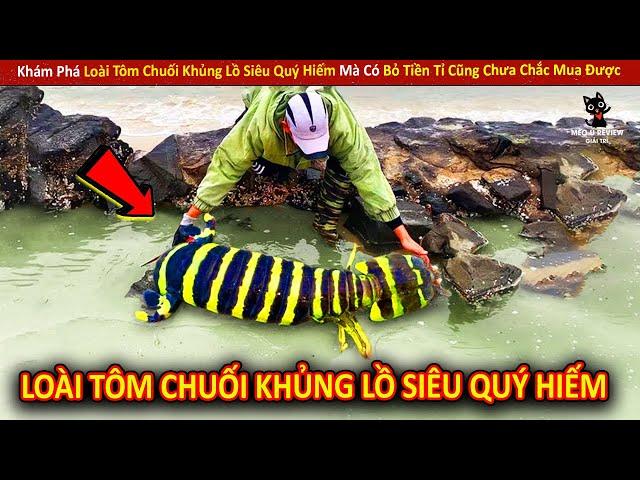 Khám Phá Loài Tôm Chuối Khủng Lồ Siêu Quý Hiếm Mà Có Bỏ Tiền Tỉ Cũng Chưa Chắc Mua Được