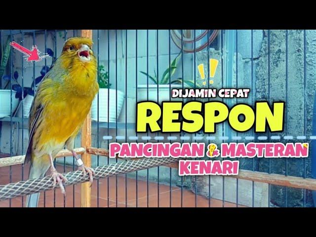 MASTERAN Kenari Paud CEPAT Bunyi || Pancingan KENARI GACOR DURASI Panjang #21