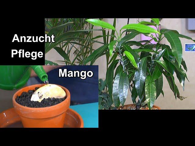 Mango Anzucht Samen keimen lassen und Mango Pflanzen richtig pflegen