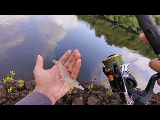 Big live prawn fishing in River | Goa | India