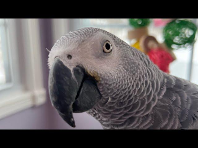 Symon the African Grey Talking Parrot making sounds and talking#africangrey #parrot #cag #birds