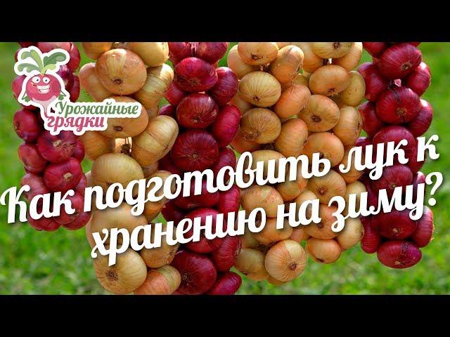 Как подготовить лук к хранению на зиму? #urozhainye_gryadki