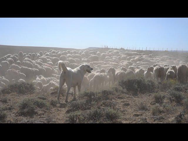 Working Dogs - Our Wyoming