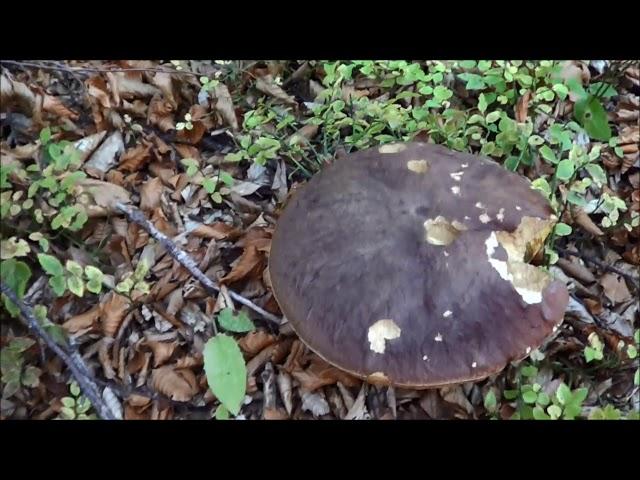 Porcini 2017: Un Rosso Speciale!!!