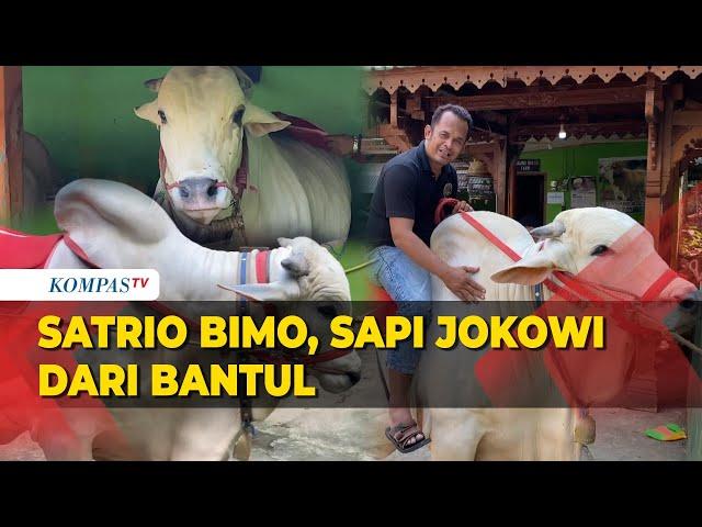 Satrio Bimo, Sapi Pilihan Presiden Jokowi dari Bantul untuk Iduladha