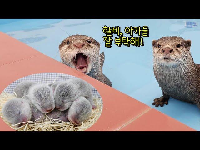 Otter couples leave their Babies to Grandpa and go on a date.