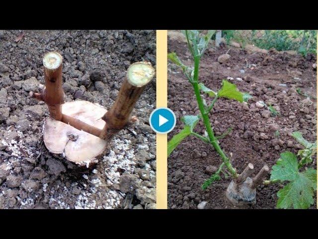 Grafting an old vine on a split (grafting grape)