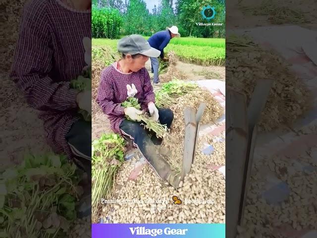 Peanut Stripping ASMR! This Farm Hack is Weirdly SATISFYING!  #oddlysatisfying #asmr #farm #peanut