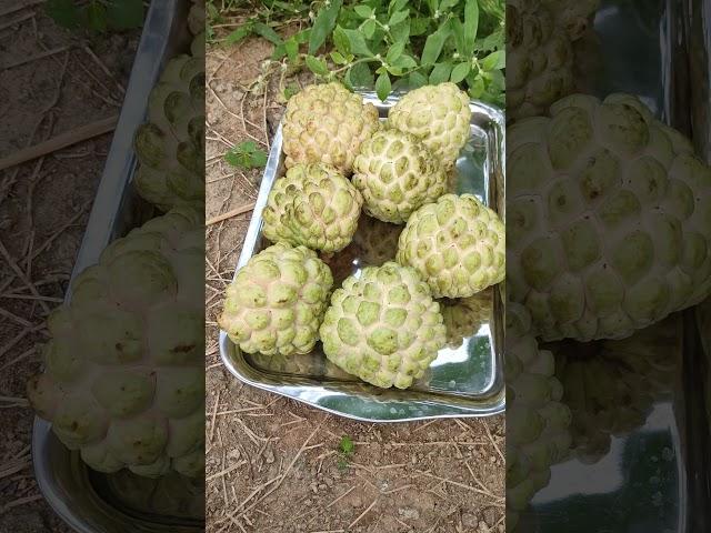 Custerd apple Icecream #reels  #farm #fruit #food #garden #sweet #nature