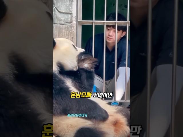 푸바오 이모는 여우였다 ⬅️