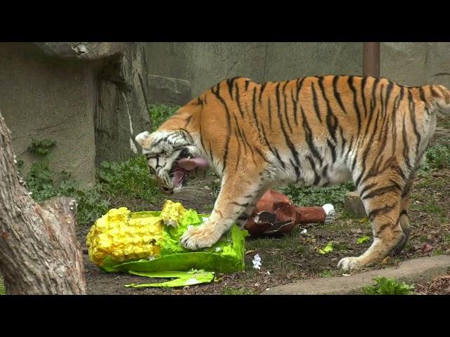 Thanksgiving Enrichment at Brookfield Zoo Chicago