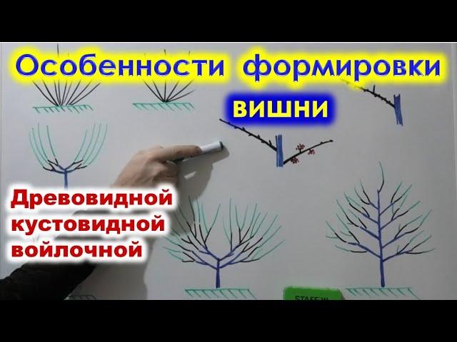 ОСОБЕННОСТИ формировки и ОБРЕЗКИ ВИШЕН, кустовидных, древовидных, войлочных