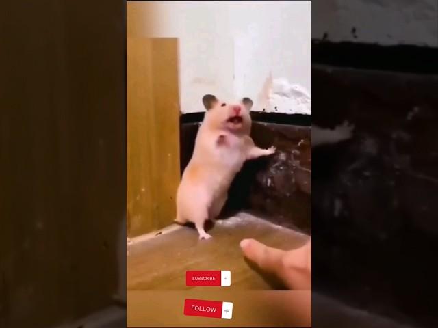 funny animals  #funny #ytshorts #viral #Mr-AAK