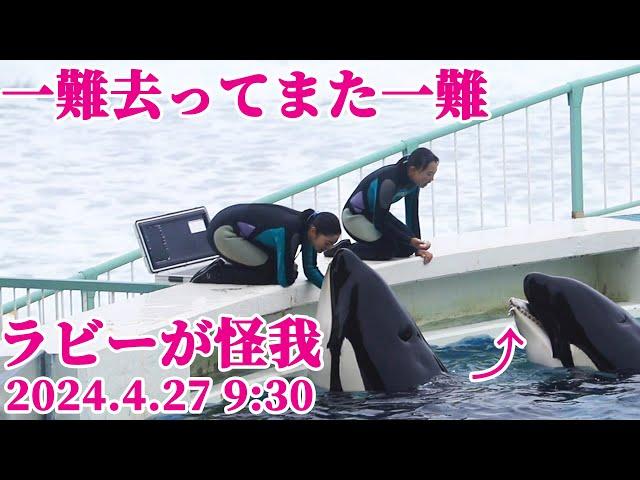 ラビーに異変・・・下顎に怪我(T_T) 鴨川シーワールド シャチショー KamogawaSeaWorld  orca kiT_Tllerwhale