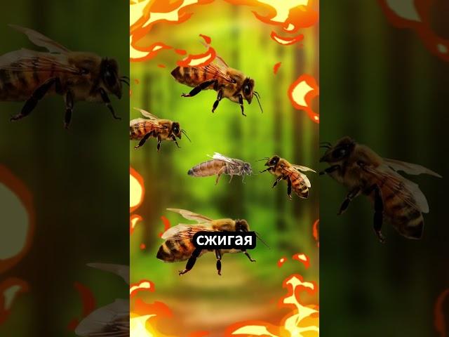 Пчёлы, убивающие свою королеву!  #факты
