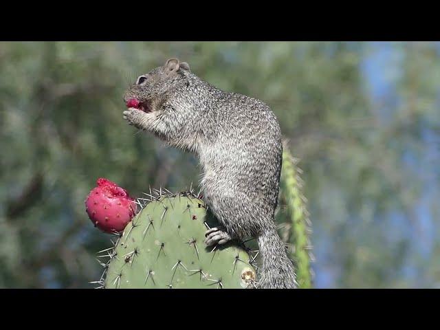 A squirrel enjoys a prickly pear fruit