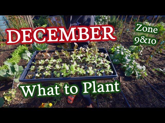 What to Plant in December for Zones & 10 & Cool Season Tips