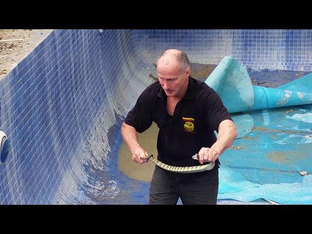 Melbourne snake catcher rescues a Deadly Tiger Snake from a home in Templestowe