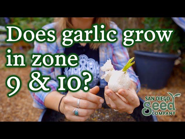 Growing Garlic in Zones 9 & 10??