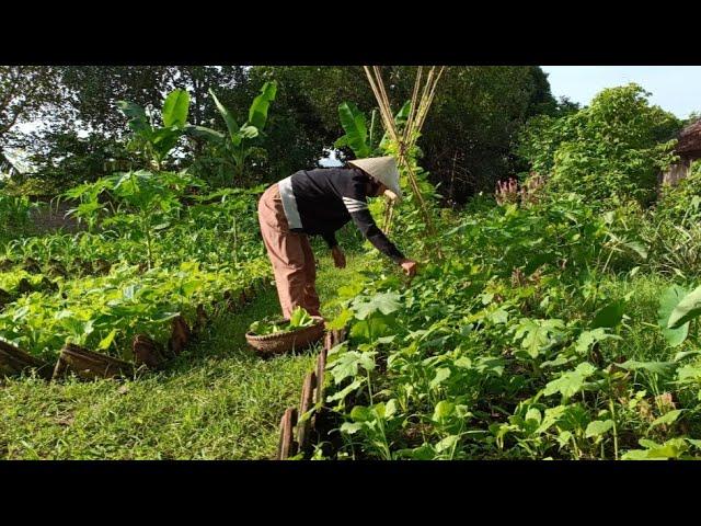 Daily life in the countryside, gardening, harvesting vegetables and cooking