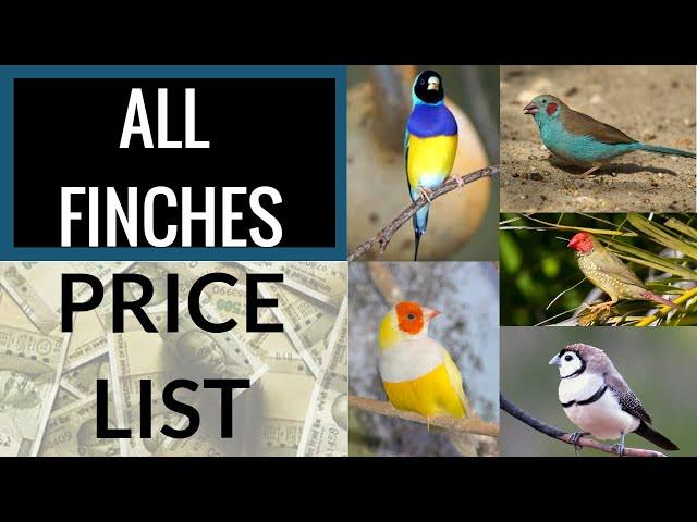 All Finches Price List (with pictures)