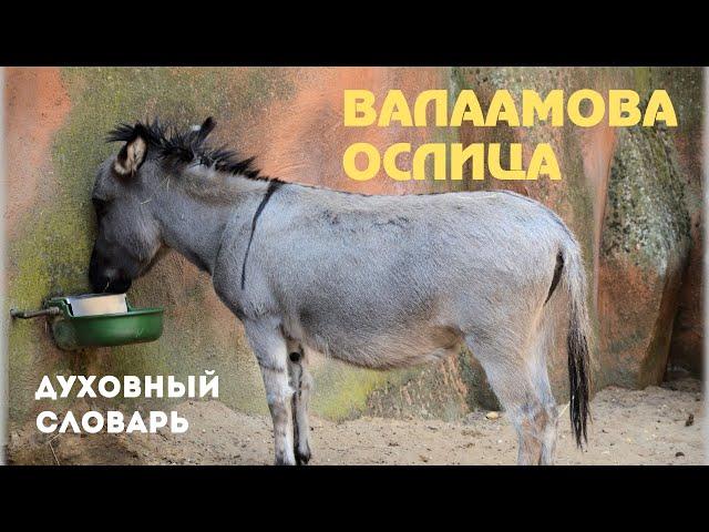 Валаамова ослица | Духовный словарь | Уроки ЧистоПисания