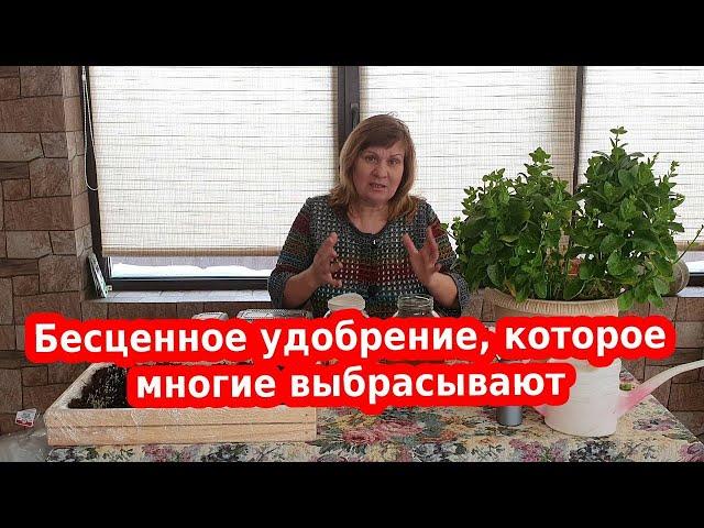 Не выбрасывайте! Это лучшее удобрение для сада и огорода!