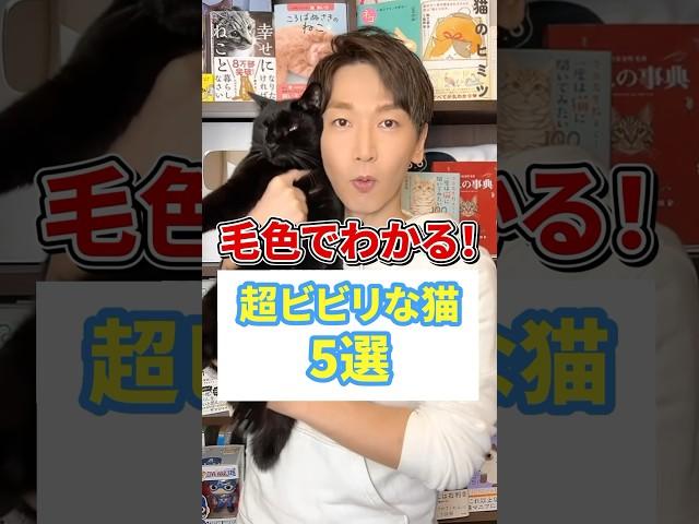毛色でわかる！超ビビリな猫5選 #猫 #猫好き #ねこ