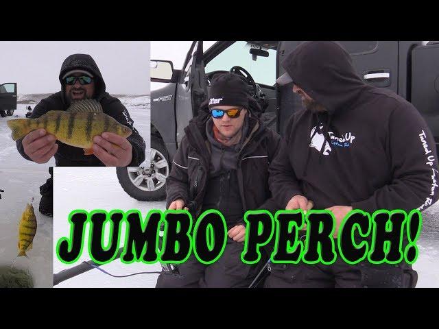 Jumbo Perch in Super Shallow Water! (ft. UNCUTANGLING)