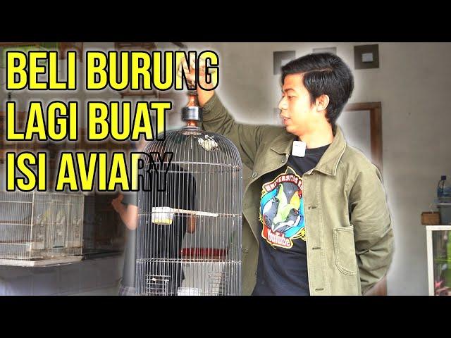 Beli burung masteran cuma 100 rb omku !!