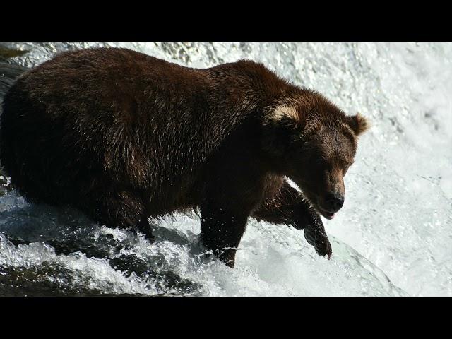 Our adventure to the Farm Lodge along with Katmai and Lake Clark National Parks